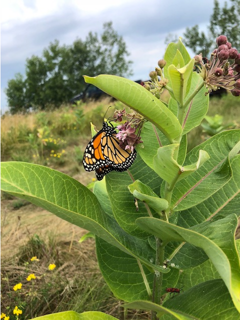 Monarch on milkweed